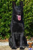 German Shepherd