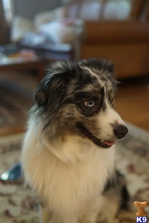 Australian Shepherd stud dog