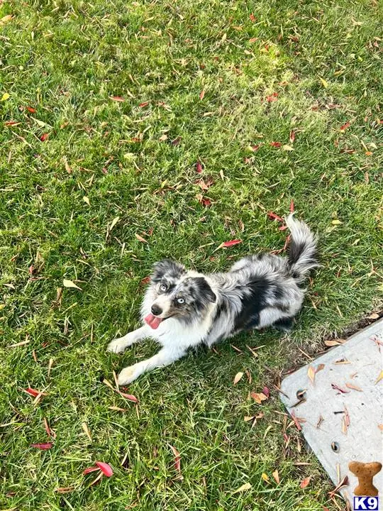 Australian Shepherd stud dog