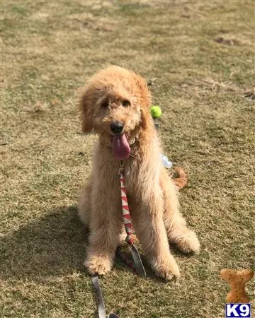 Goldendoodles stud dog