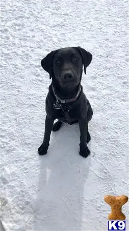 Labrador Retriever stud dog