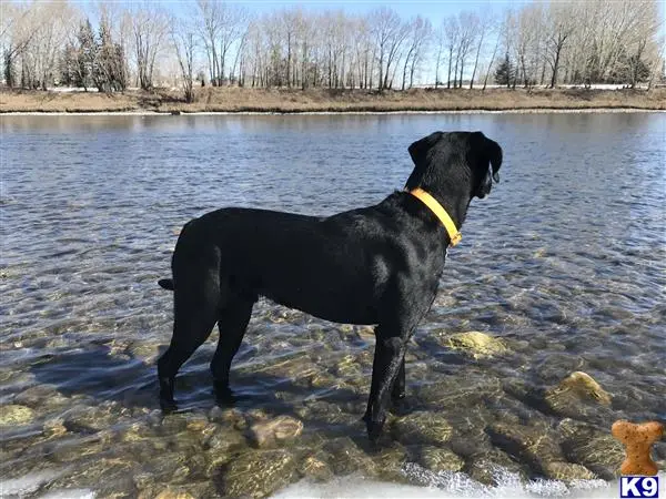 Labrador Retriever stud dog