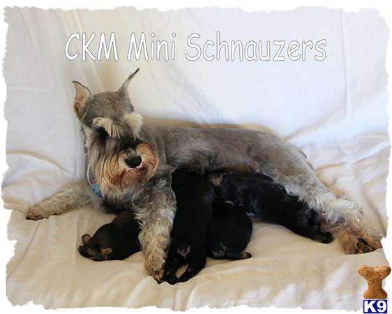 miniature schnauzer puppy posted by ckmpuppy