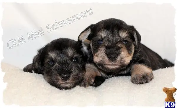 Miniature Schnauzer puppy for sale