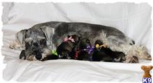 miniature schnauzer puppy posted by ckmpuppy