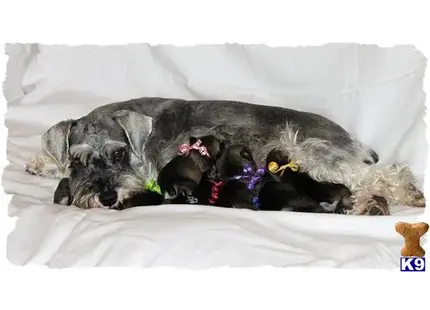 Miniature Schnauzer