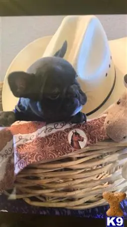 French Bulldog puppy for sale