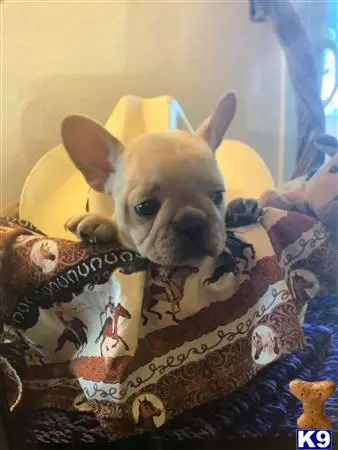 French Bulldog puppy for sale