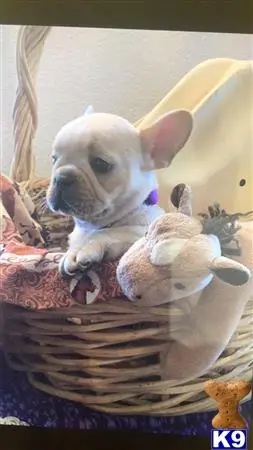 French Bulldog puppy for sale