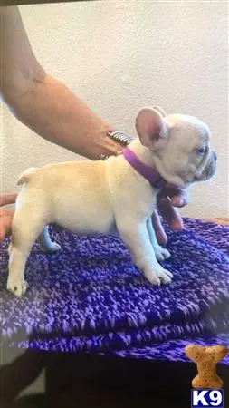 French Bulldog puppy for sale