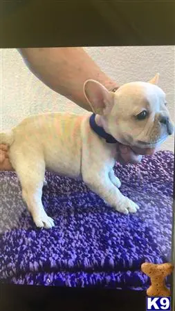 French Bulldog puppy for sale