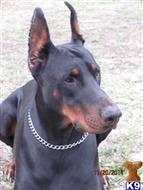doberman pinscher puppy posted by cktebow