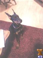 doberman pinscher puppy posted by cktebow