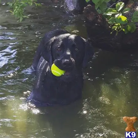 Labrador Retriever stud dog