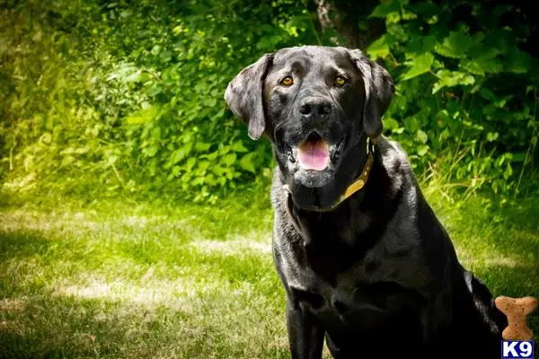 Labrador Retriever stud dog