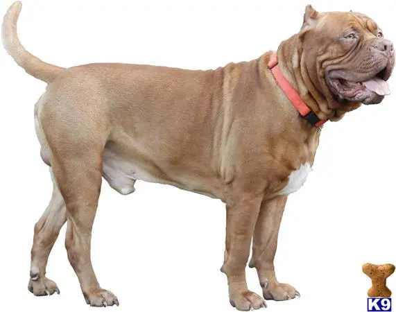 American Bandogge Mastiff stud dog