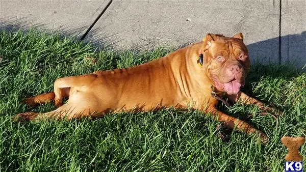 American Bandogge Mastiff stud dog