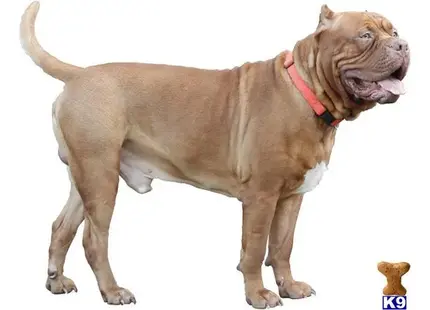 American Bandogge Mastiff