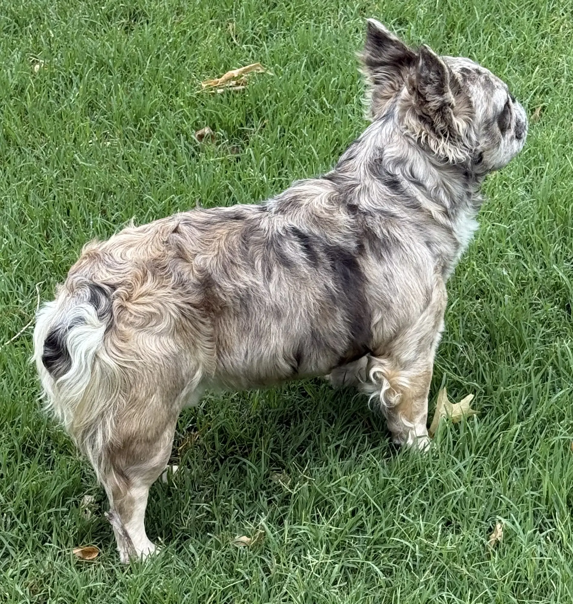 French Bulldog stud dog: Brindle French Bulldog standing on green grass, looking away