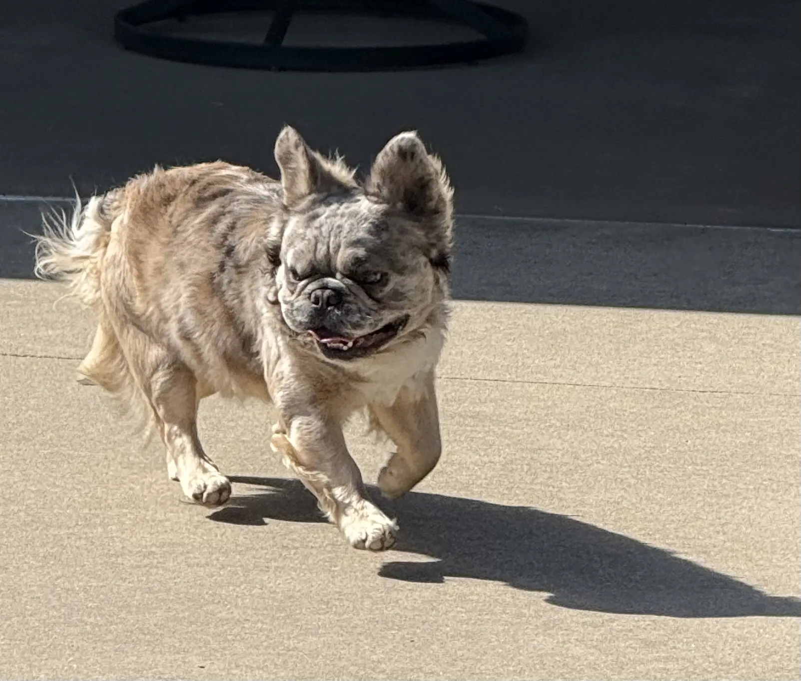 French Bulldog stud dog: Brindle French Bulldog running on a concrete surface