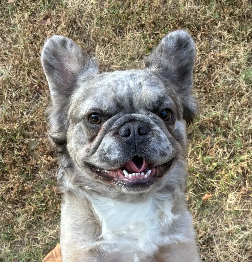 French Bulldog stud dog: Gray and white French Bulldog smiling in a grassy setting