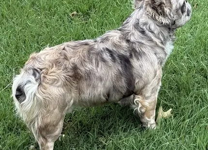 French Bulldog stud dog: Brindle French Bulldog standing on green grass, looking away