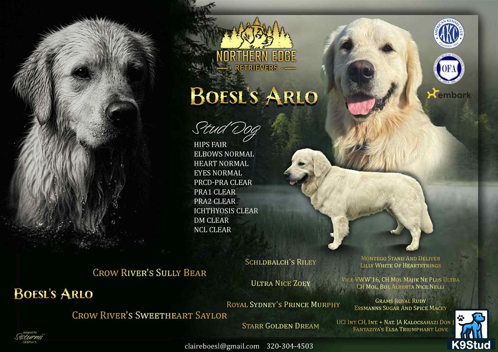 a group of golden retriever dogs