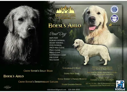 a group of golden retriever dogs