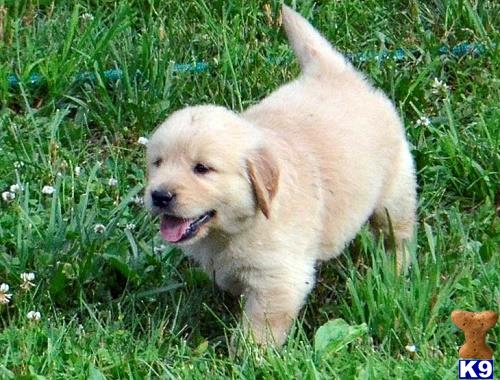 Golden Retriever dog