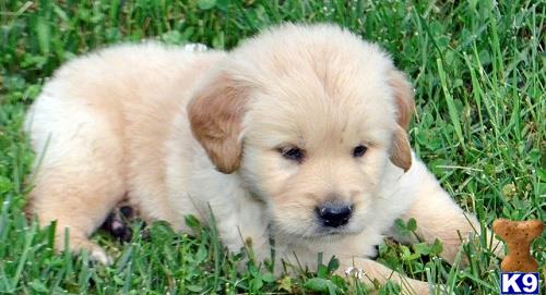 Golden Retriever dog