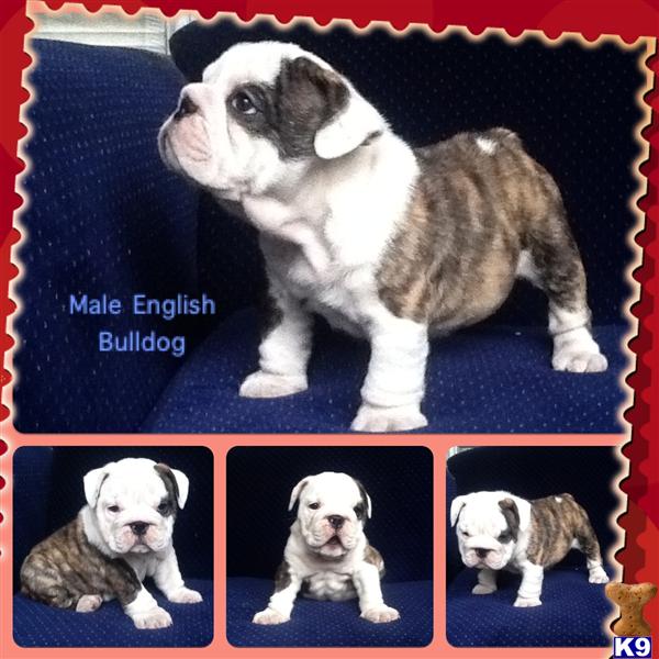 AKC male English bulldog for sale in Houston 18