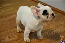 french bulldog puppy posted by clark13