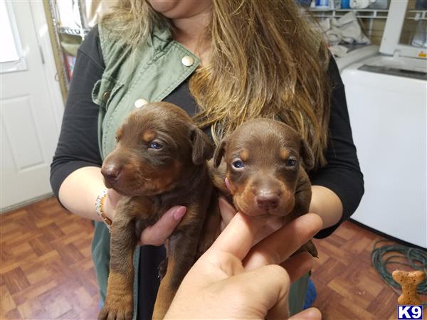 a woman holding two doberman pinscher dogs