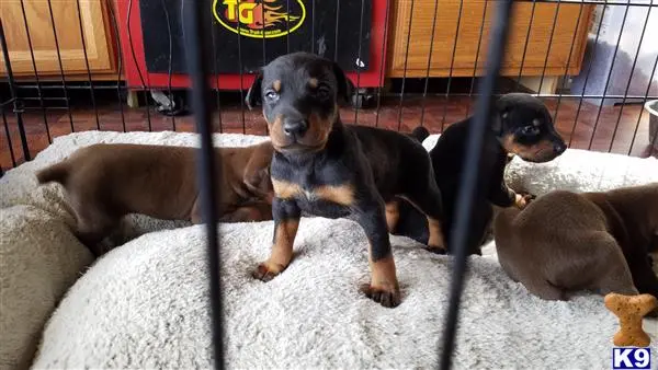 Doberman Pinscher puppy for sale