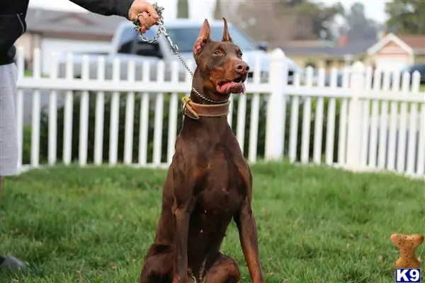 Doberman Pinscher puppy for sale