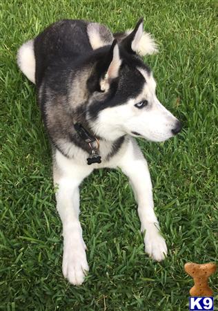 a siberian husky dog standing on grass