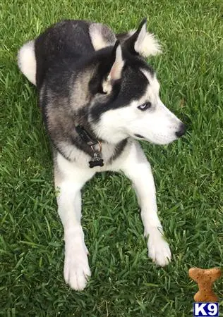 Siberian Husky stud dog