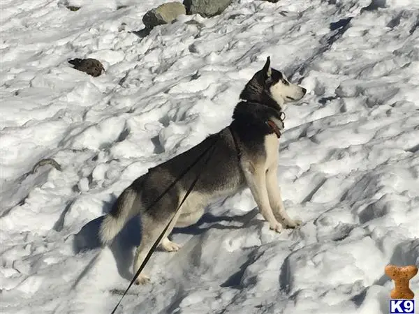 Siberian Husky stud dog