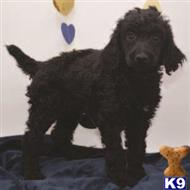 poodle puppy posted by claypoodle