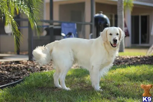 Golden Retriever stud dog