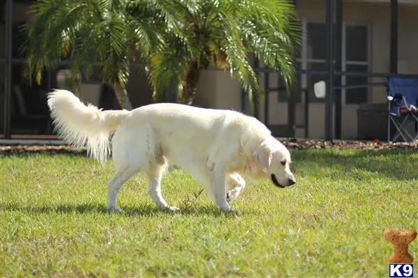 Golden Retriever stud dog