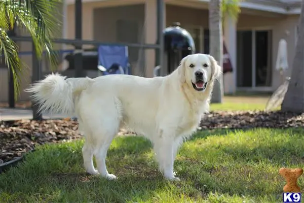 Golden Retriever stud dog