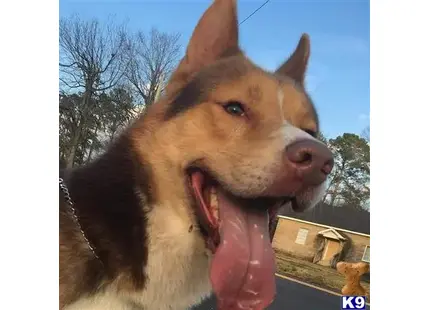 Siberian Husky