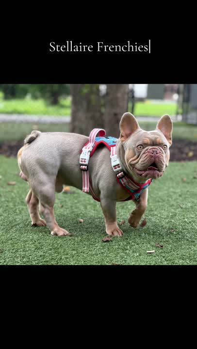 French Bulldog stud dog video