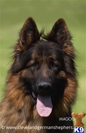 German Shepherd stud dog