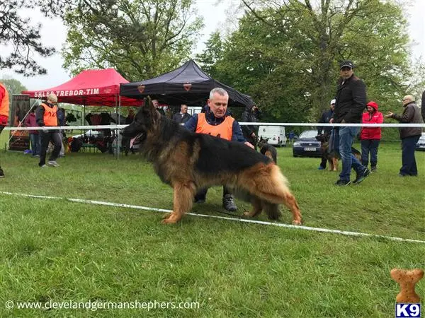 German Shepherd stud dog