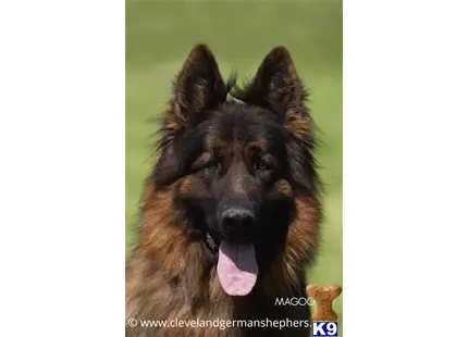 German Shepherd