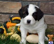 saint bernard puppy posted by clementdonald