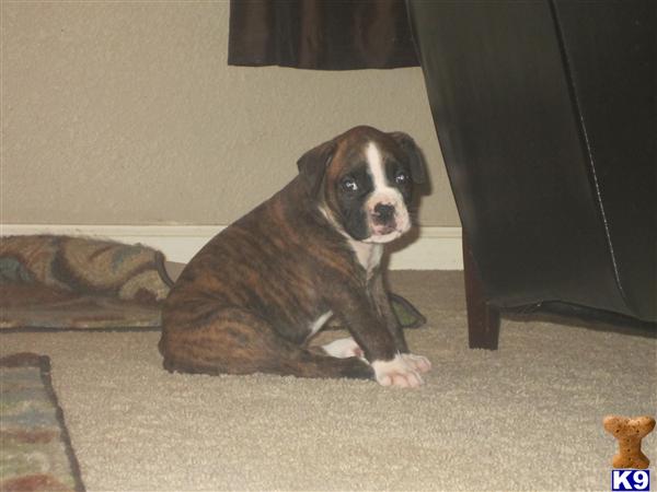 boxer puppy posted by cleodog
