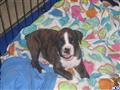 boxer puppy posted by cleodog